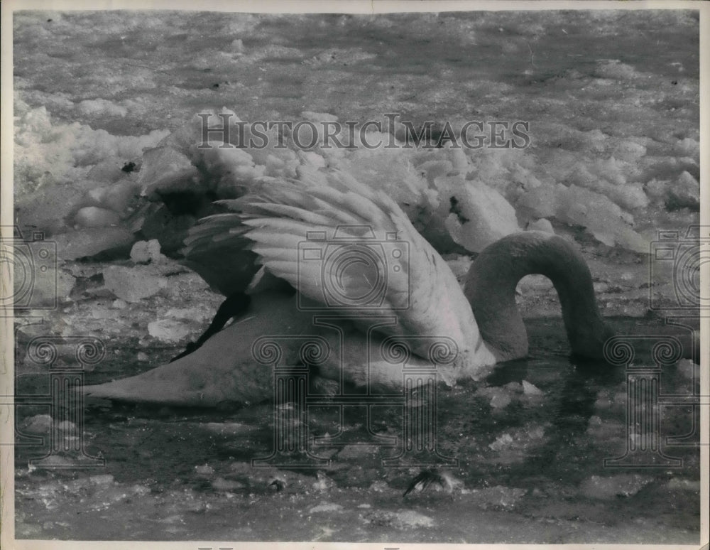 1969 Press Photo A swan in iced up lake at Aqueduct race track - nea30589-Historic Images