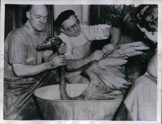 1956 Zoologist Dr. Max - Historic Images