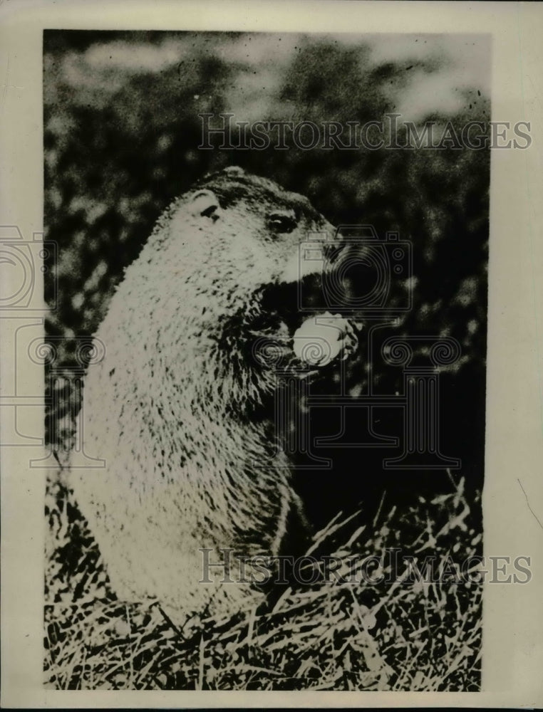 1927 Mr Groundhog Who Decides When Winter Will End  - Historic Images