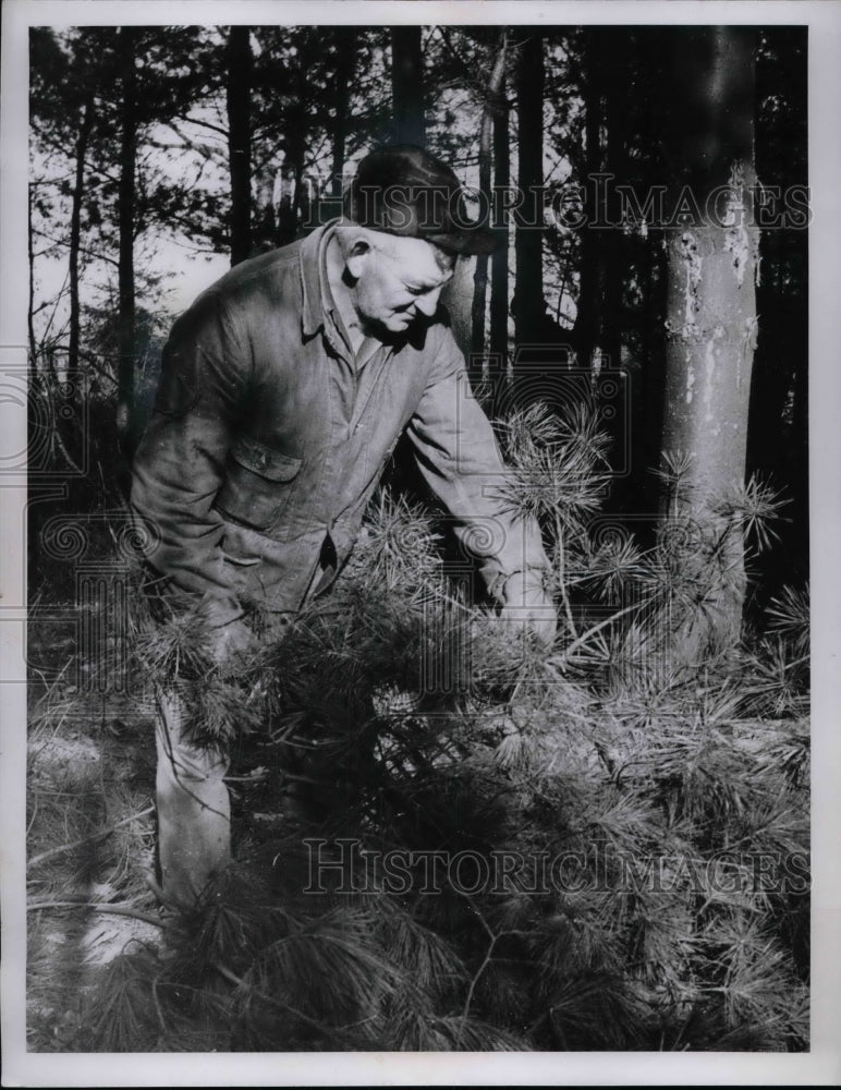 1957 Press Photo Harry Hippesley Of West Richfield Prunes Greens Into Bundles - Historic Images