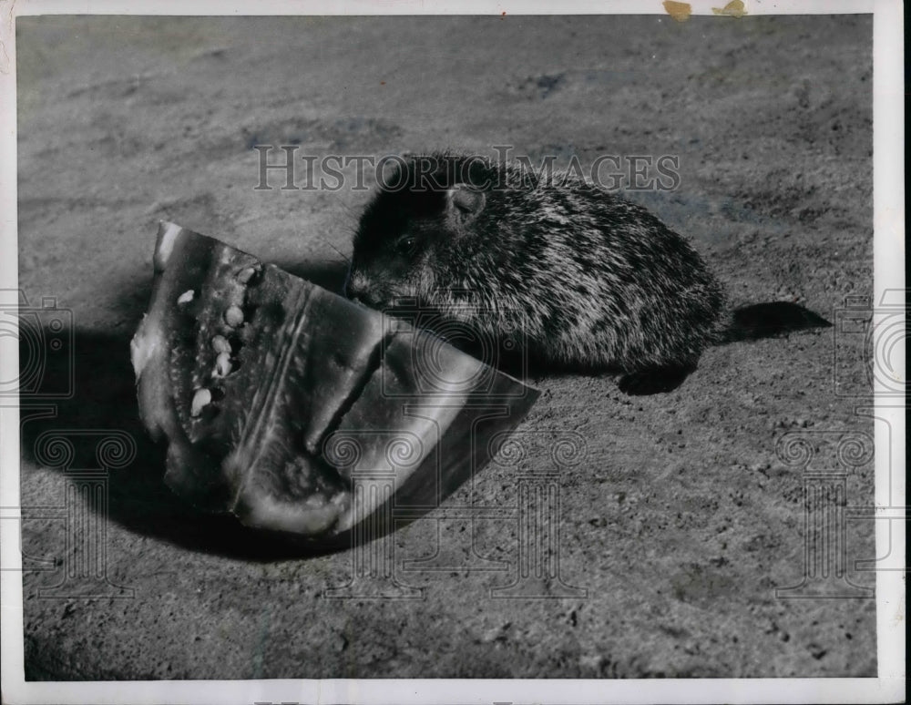 1955 Press Photo Groundhogs eating a Watermelon. - nea31616 - Historic Images