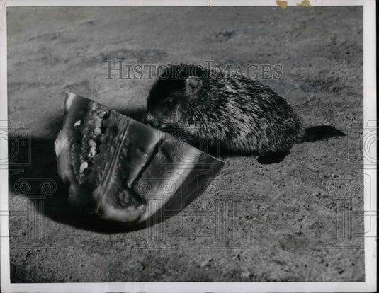 1955 Press Photo Groundhogs eating a Watermelon. - nea31616 - Historic Images