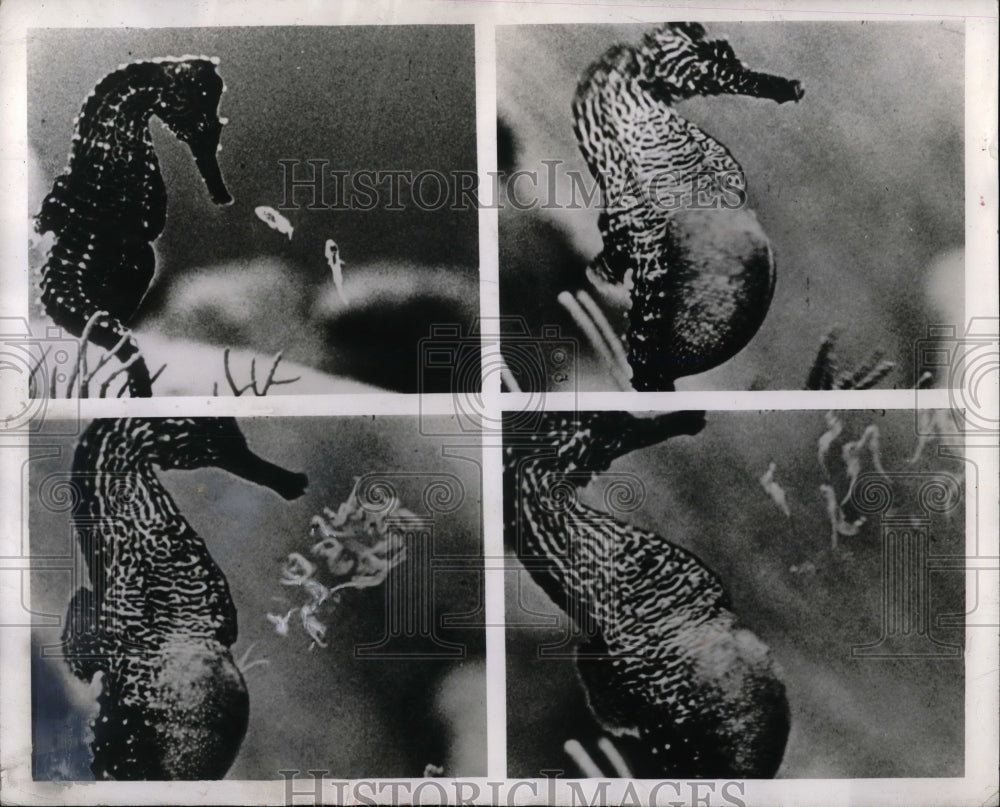 1956 Press Photo Baby Seahorses on &quot;Secrets of the Reef&quot; - nea32560-Historic Images