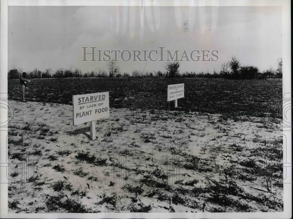 1938 Press Photo Phosphate Fertilizer Used in Experiment - nea32561-Historic Images