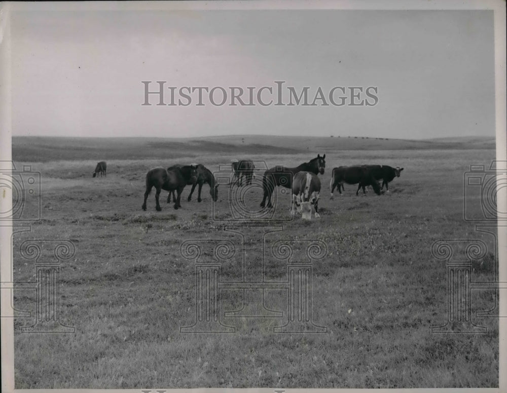 1936 Horses &amp; cattle N Dakota drought area  - Historic Images