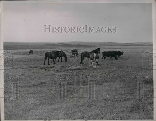 1936 Horses & cattle N Dakota drought area  - Historic Images