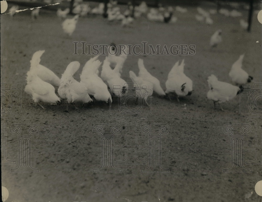 1924 Press Photo White Leghorn chicken in Petaluma, Calif. - nea32768 - Historic Images