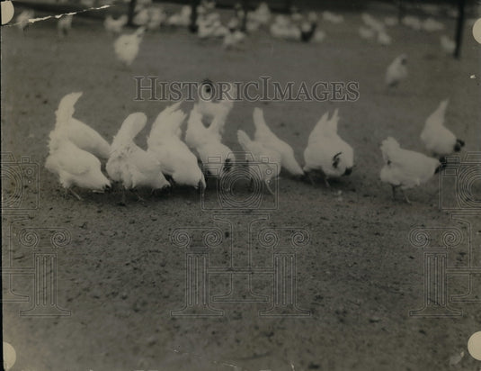 1924 Press Photo White Leghorn chicken in Petaluma, Calif. - nea32768 - Historic Images