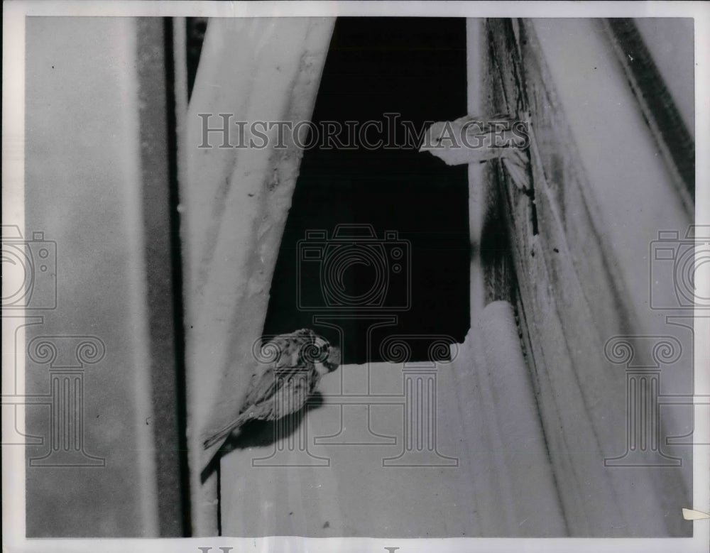 1953 Press Photo A female sparrow & her mate in Denver, Colorado - nea32771 - Historic Images