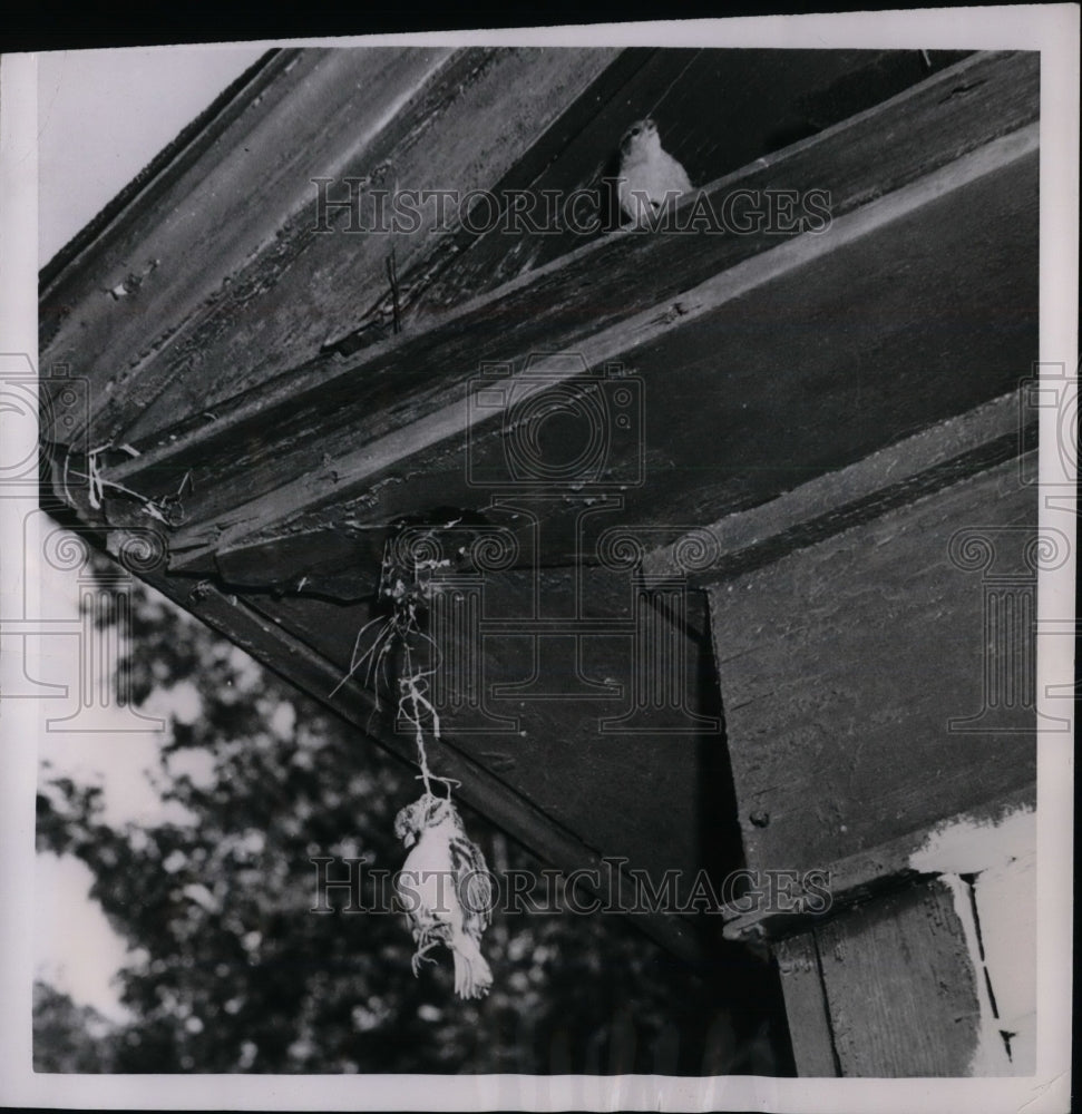 1950 Sparrow accidently hung to death by string  - Historic Images