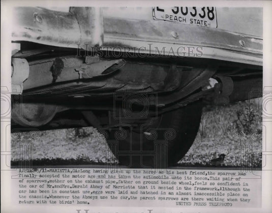 1954 Press Photo Sparrow makes home in a cars undercarriage - nea32826-Historic Images