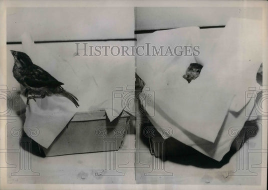 1947 Press Photo "Spotsie" the baby sparrow in Dayton, Ohio - nea32828 - Historic Images