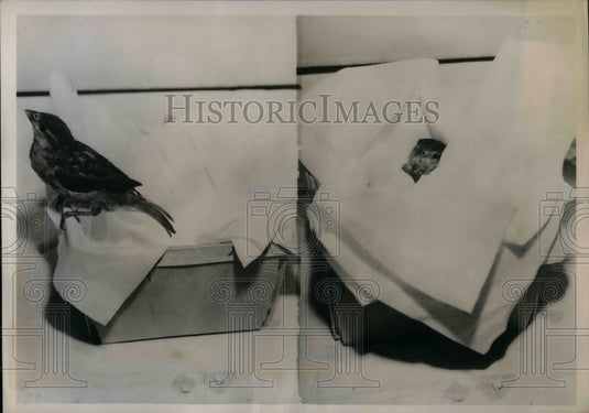1947 Press Photo "Spotsie" the pet baby sparrow in Dayton, Ohio - nea32829 - Historic Images