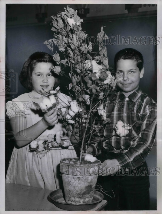 1960 Linda Hrezik, Dominic Romano harvesting cotton for school - Historic Images