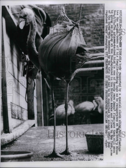 1960 Press Photo Flamigo, body was covered with cloth Sling to support weigh. - Historic Images