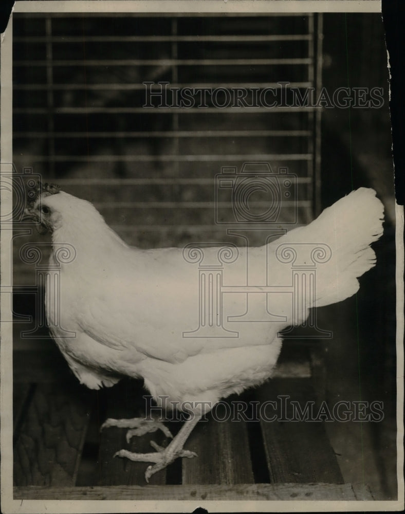 1926 Press Photo Poultry Chicken. - nea33114 - Historic Images