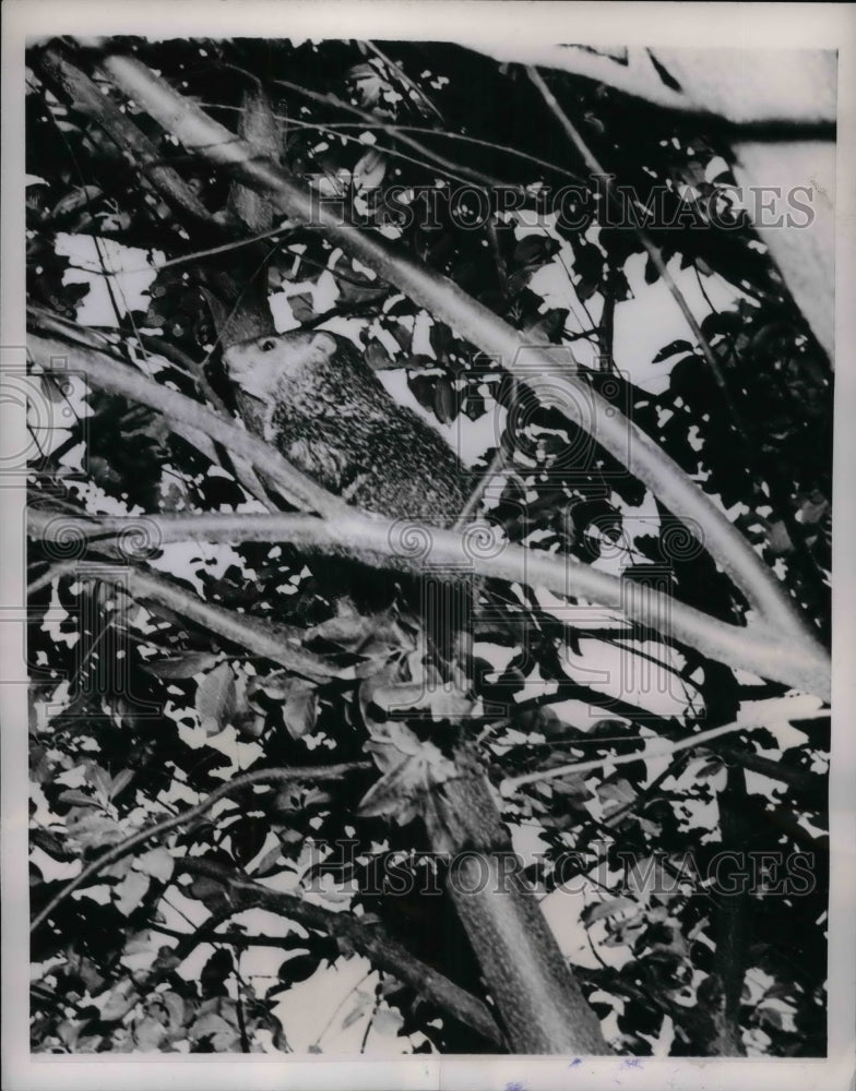 1953 Press Photo Groundhog Leaves Home To Climb Tree To Stay Cool - nea33154-Historic Images