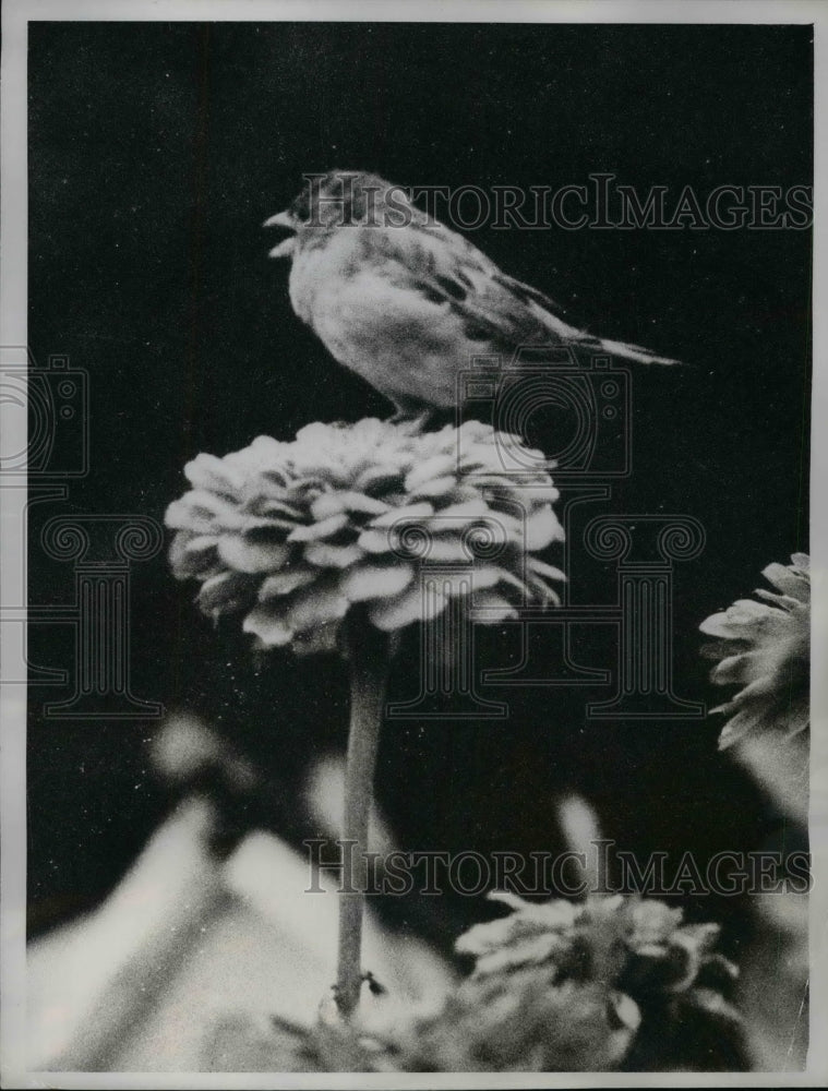 1961 Press Photo London Sparrow Singing in London Embankment Gardens - nea33179 - Historic Images