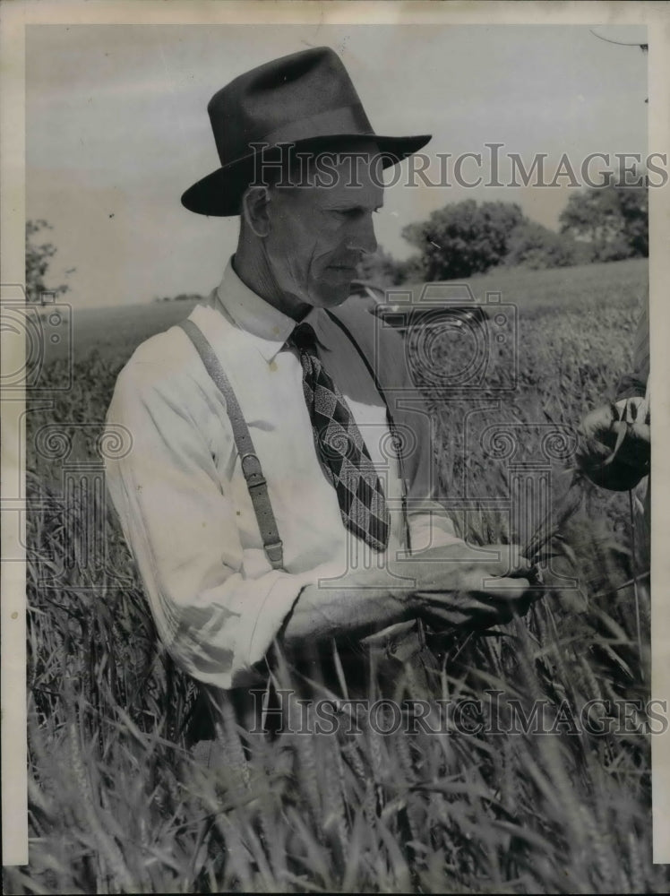 1947 Press Photo Farmer Adam Goetz Looking At Crops On Farm - Historic Images