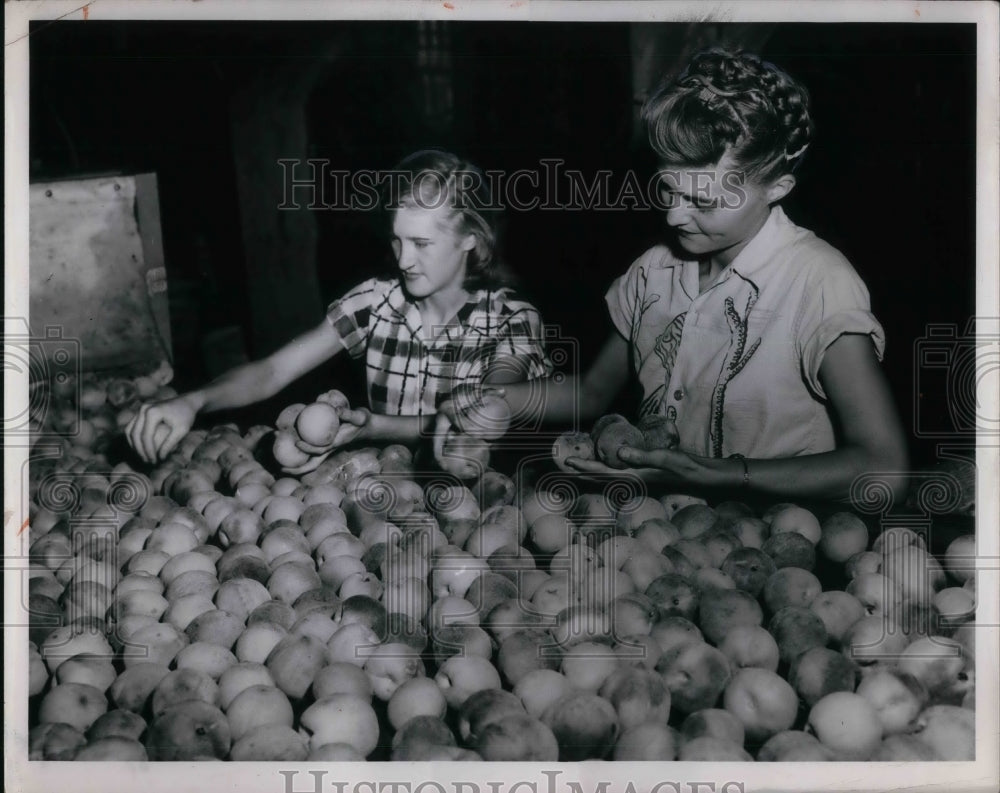 1953 Press Photo Gaynor Maddox &amp; another girl pack peaches - Historic Images