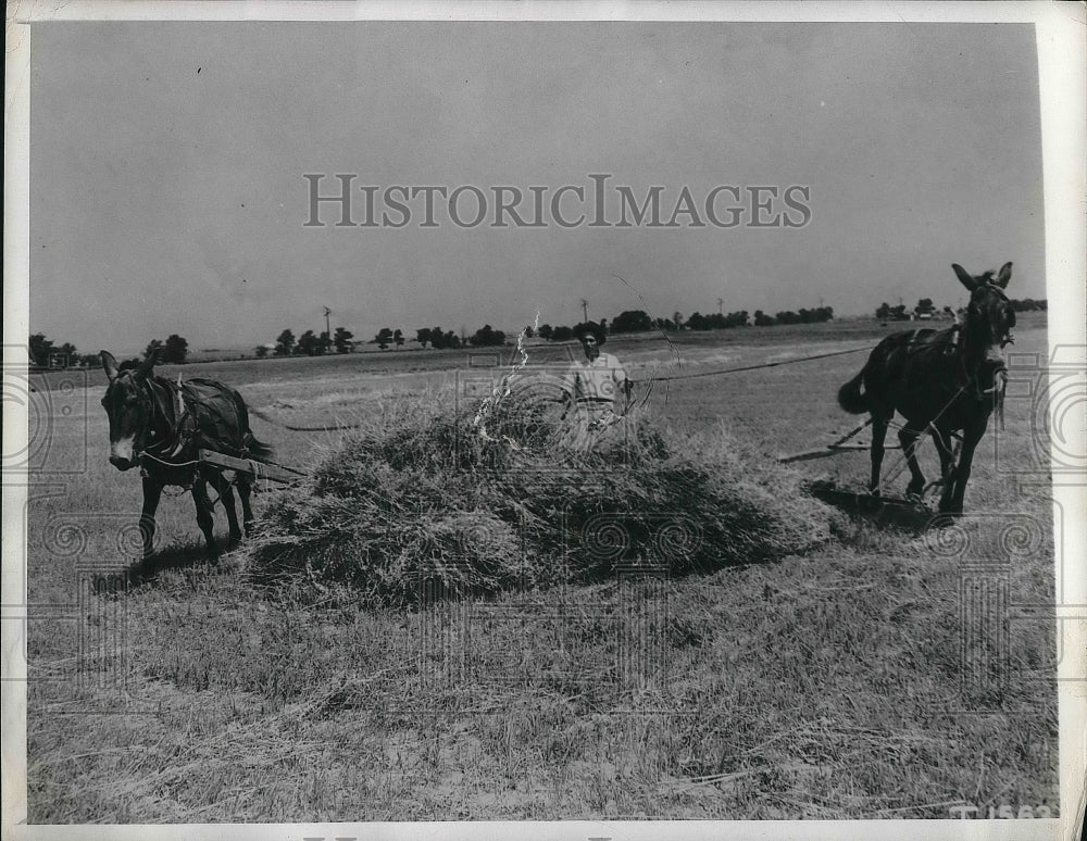 1943 Press Photo Horse help Harvest Oats across a field to bring foo for cattle. - Historic Images