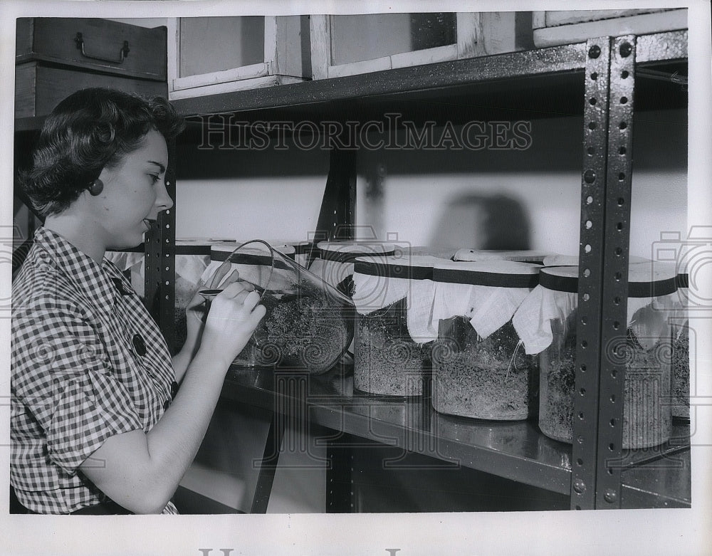 1954 Press Photo Tech Jeanette Kozak at fly breeding lab - Historic Images