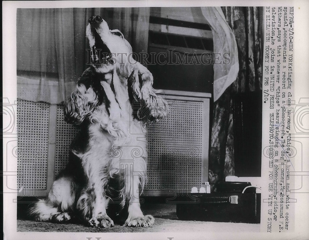 1953 Press Photo A brown & white Cocker Spaniel sings with the radio - Historic Images