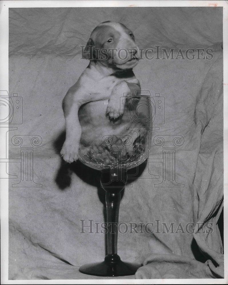 1959 Press Photo Egyptian Galgos placed inside a wine glass. - Historic Images