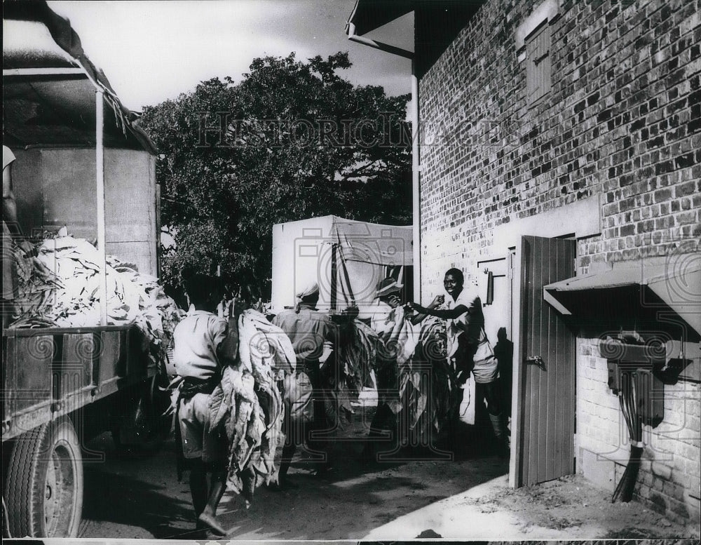 1965 Press Photo Harvested Tobacco Transferred To Barns Near Salisbury Rhodesia-Historic Images