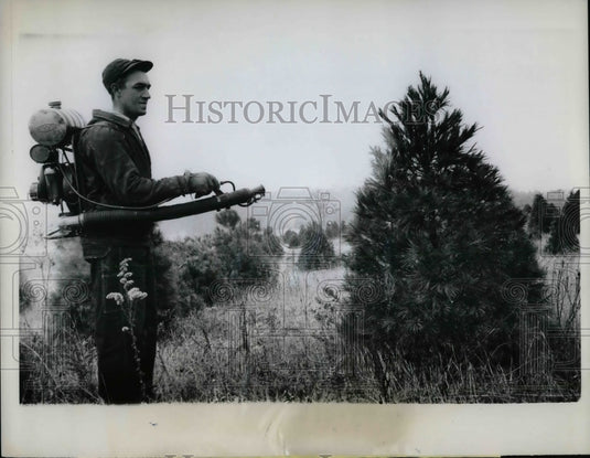 1962 Press Photo Harland Schulke Sprays Christmas Trees with Paint - nea37109 - Historic Images
