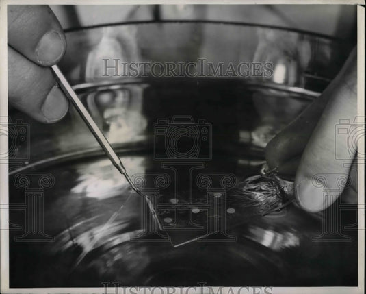 1949 Tissue Samples Viewed On Slide At National Bureau Of Standards - Historic Images