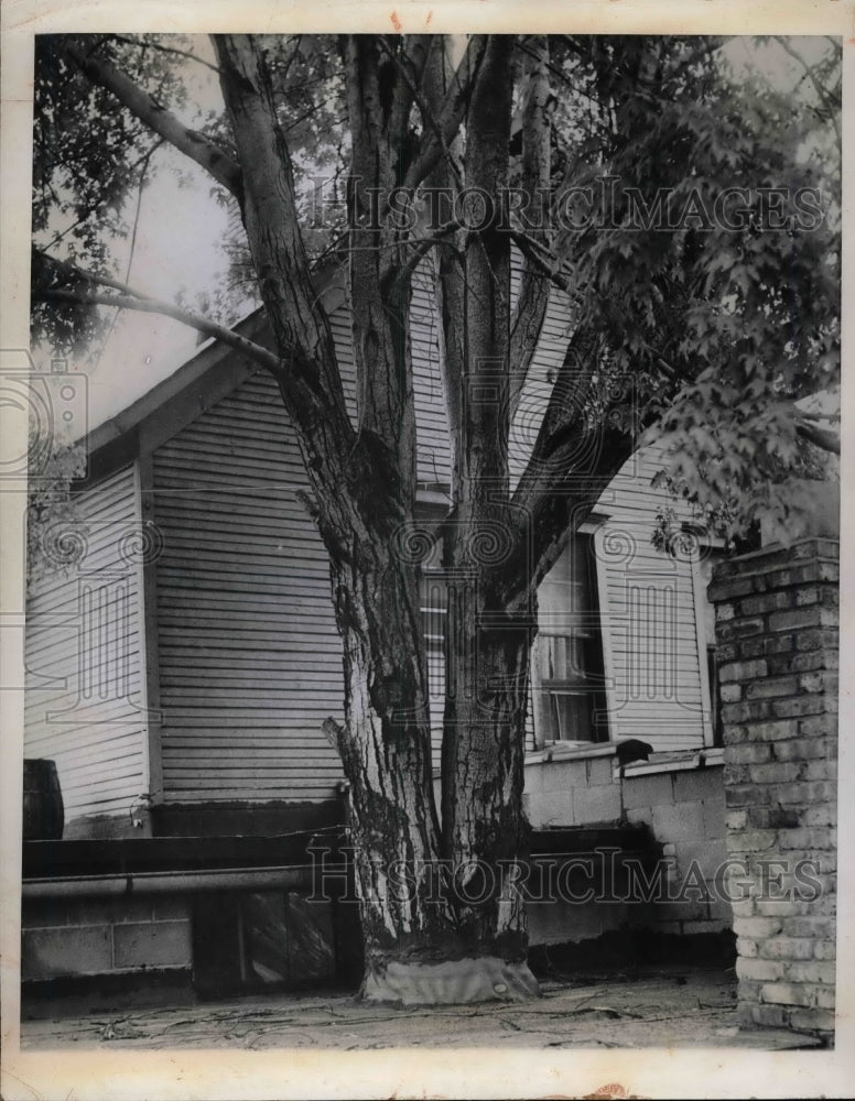 1947 Press Photo Giant Maple Tree outside Willard Stiver of Elkhart. - Historic Images