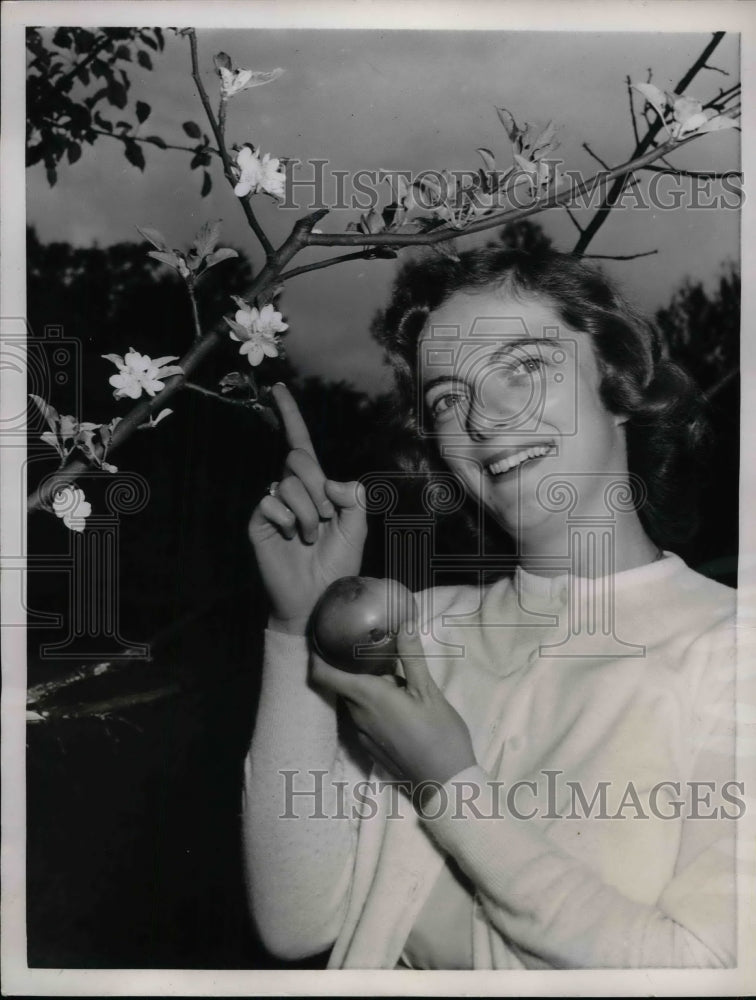 1955 Press Photo Barbara Elsessen of North Clarendeon, Apple and Bloom Tree - Historic Images