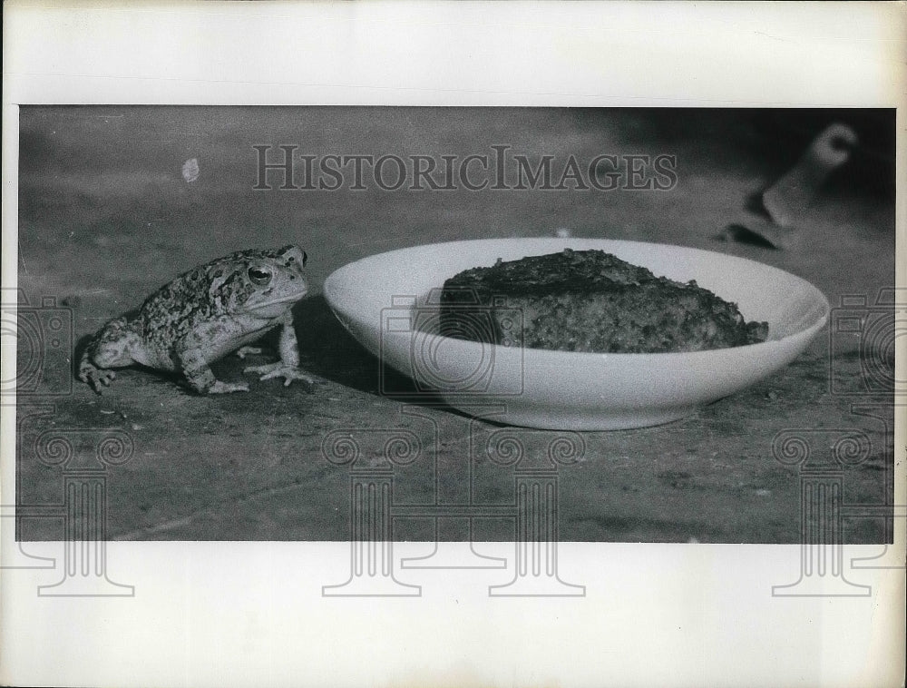 1969 Press Photo Toad checks out a cats dinner - nea38775 - Historic Images