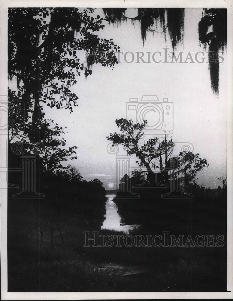 1958 Press Photo Low Sunset With Tree and Plant Silhouettes - nea38923 - Historic Images