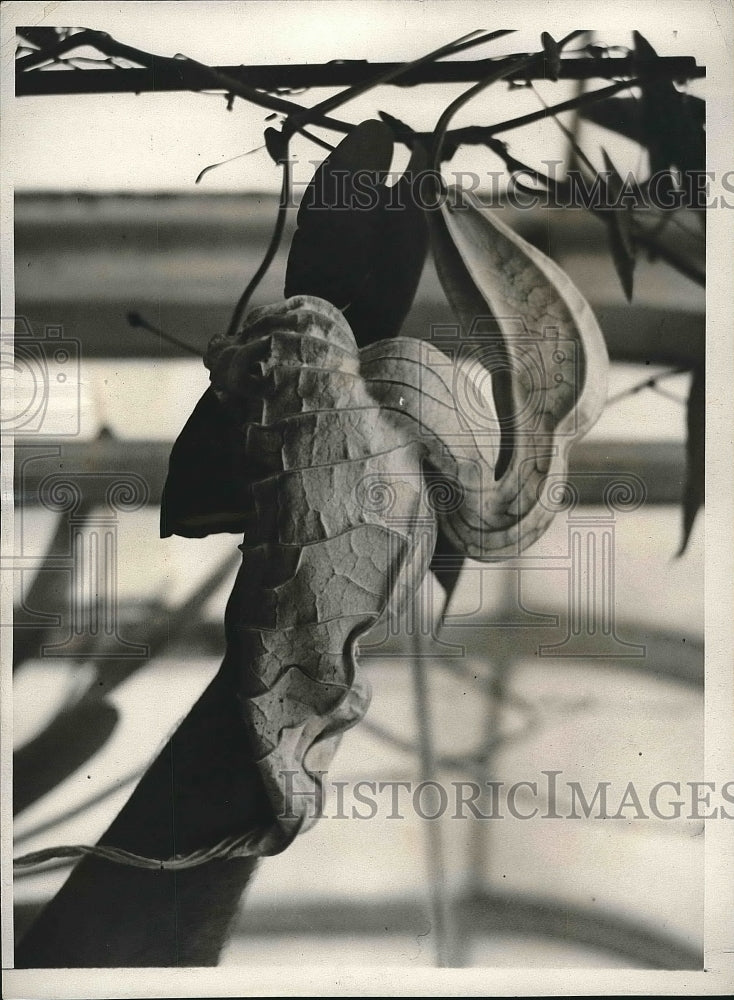 1932 Press Photo Rare Pelican plant at Botanical Gardens in Philadelphia PA - Historic Images