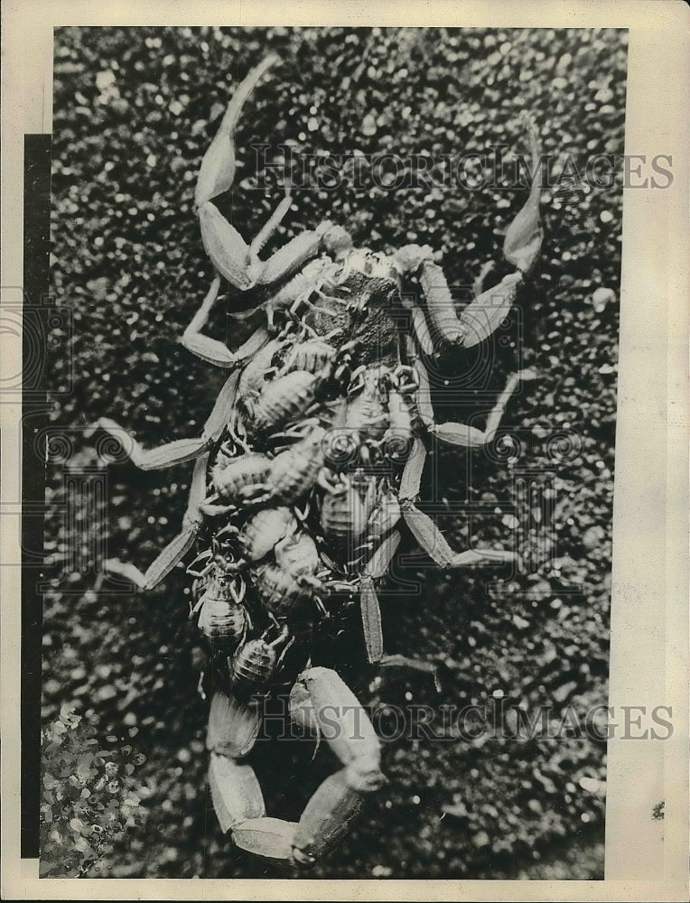 1929 Baby scorpions carried on the parent&#39;s back  - Historic Images