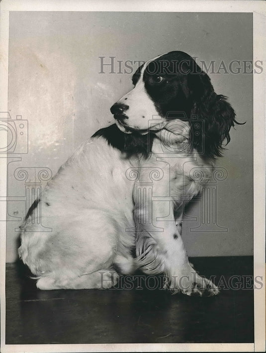 1935 Press Photo Spaniel Winner Of Dog Show "White Knight" At Kennel Club - Historic Images