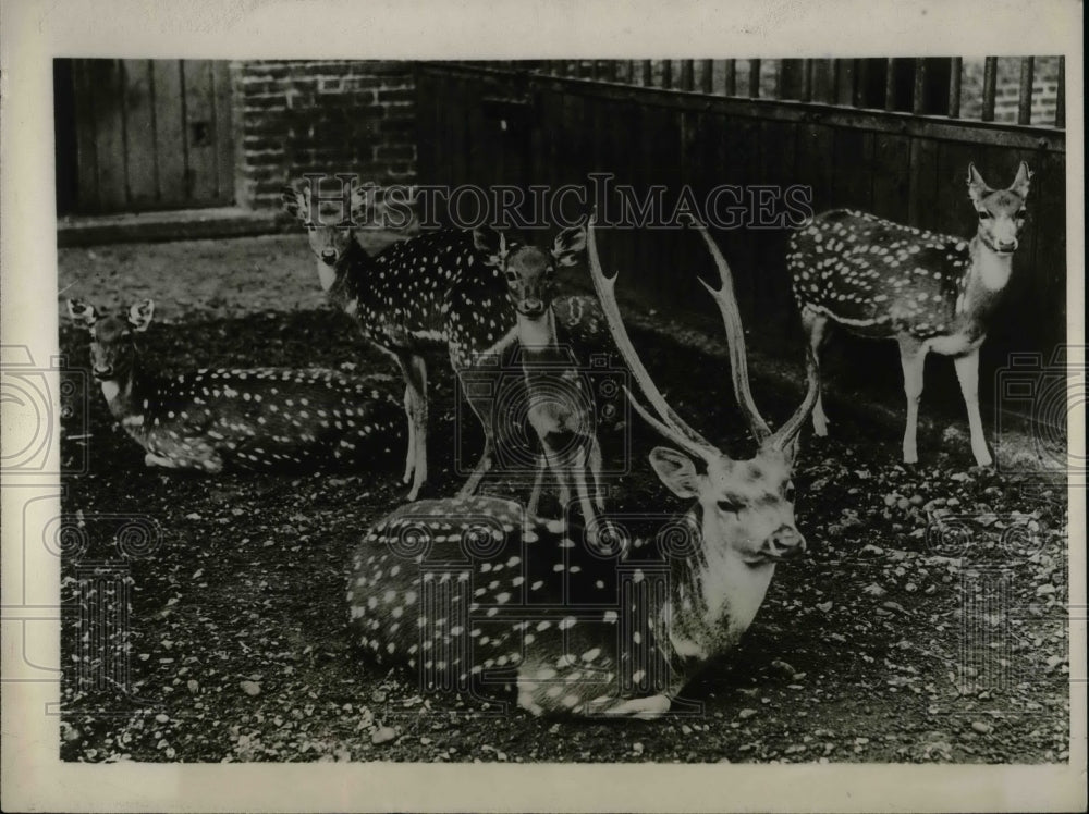 1925 Press Photo Axis Chital Asiatic Deer Born At The London England Zoo - Historic Images