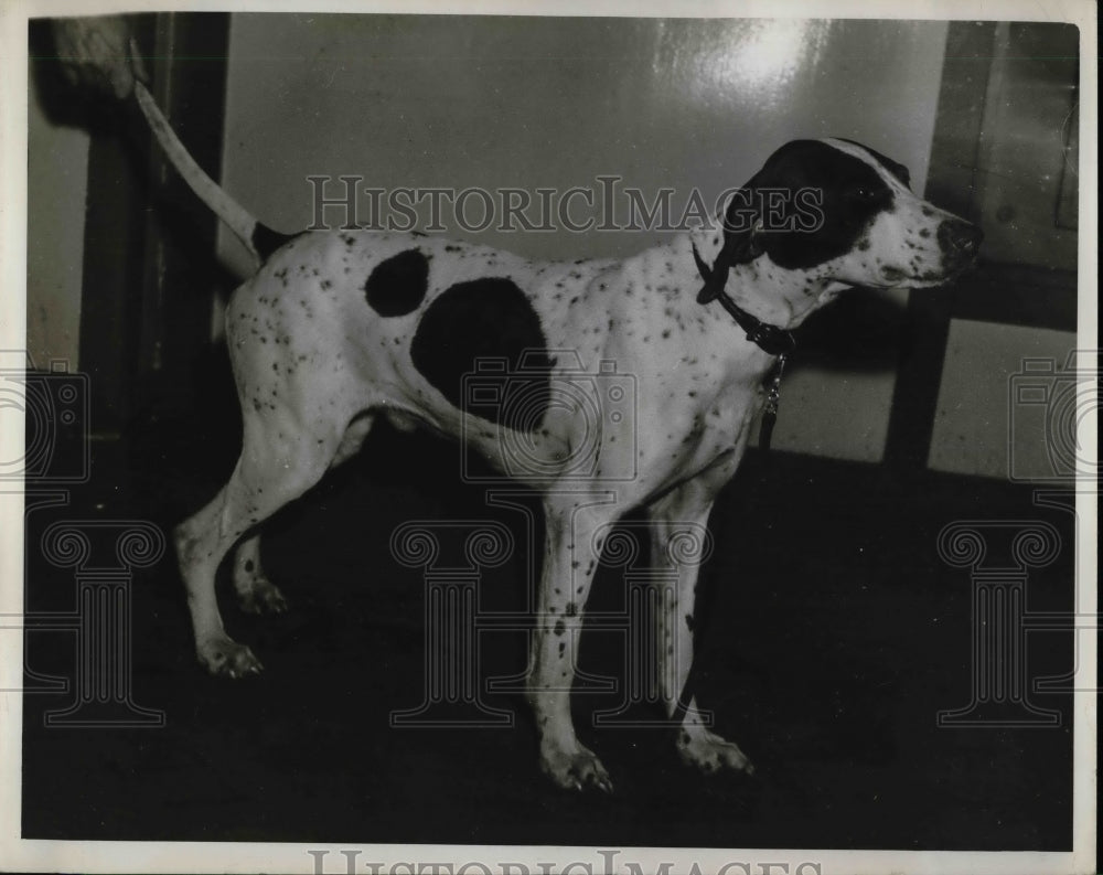 1940 Press Photo Winner National Quail Futurity Pointer W.W. Vanderveer - Historic Images