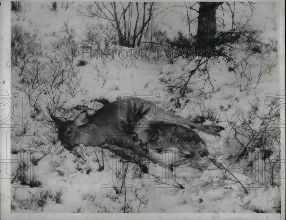 1933 A mother doe &amp; her fawn after being shot by a hunter-Historic Images