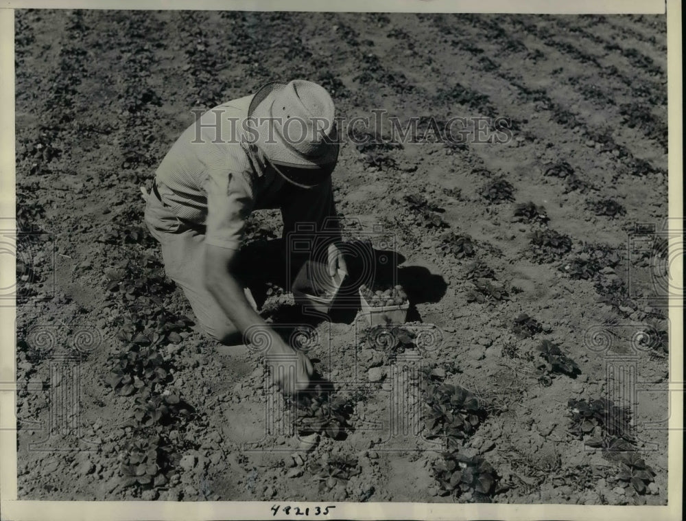 1939 Press Photo Farmer Picking Strawberries in Florida Field - Historic Images