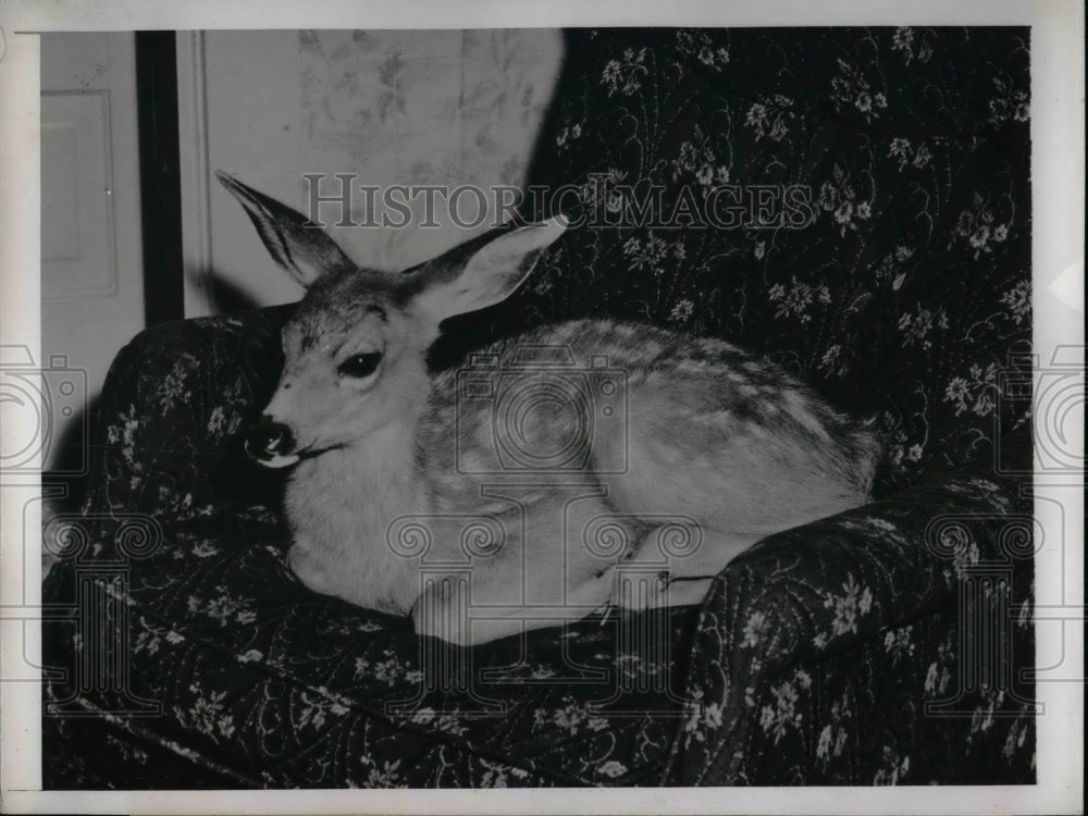 1945 Holt Family Keeps Bambi As Household Pet  - Historic Images