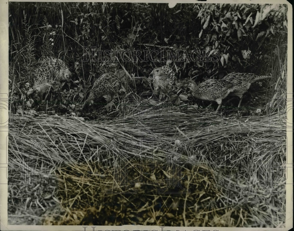 1927 Pheasants in Hay  - Historic Images