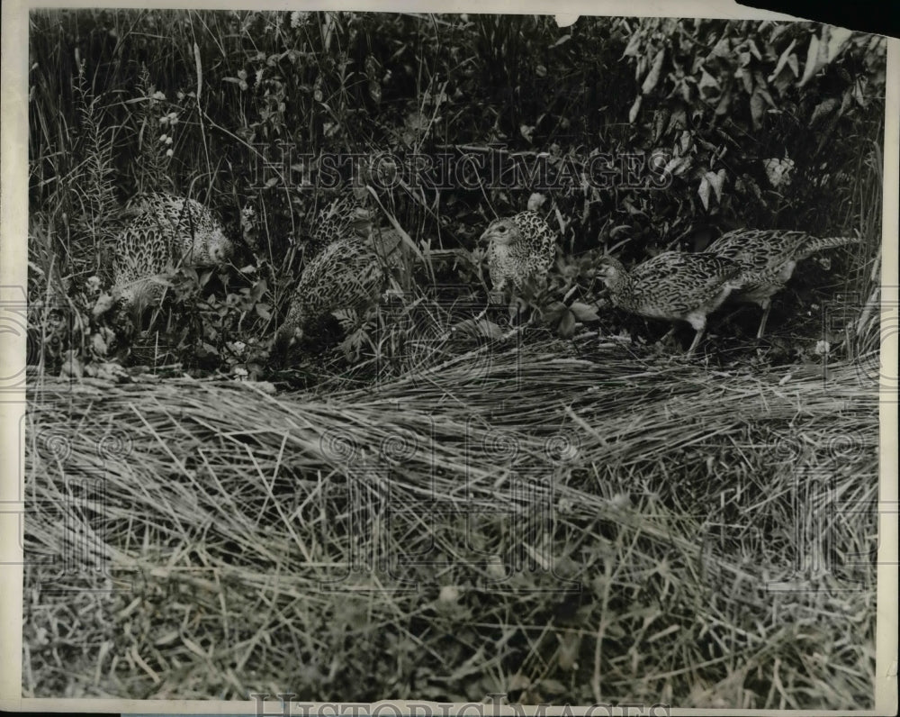 1927 Young Pheasants Feeding - Historic Images