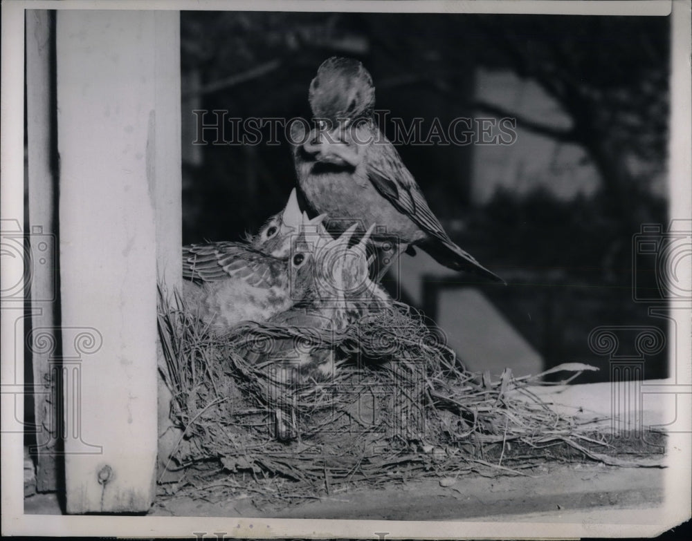 1948 Press Photo Mother Robin Bird and Babies - Historic Images