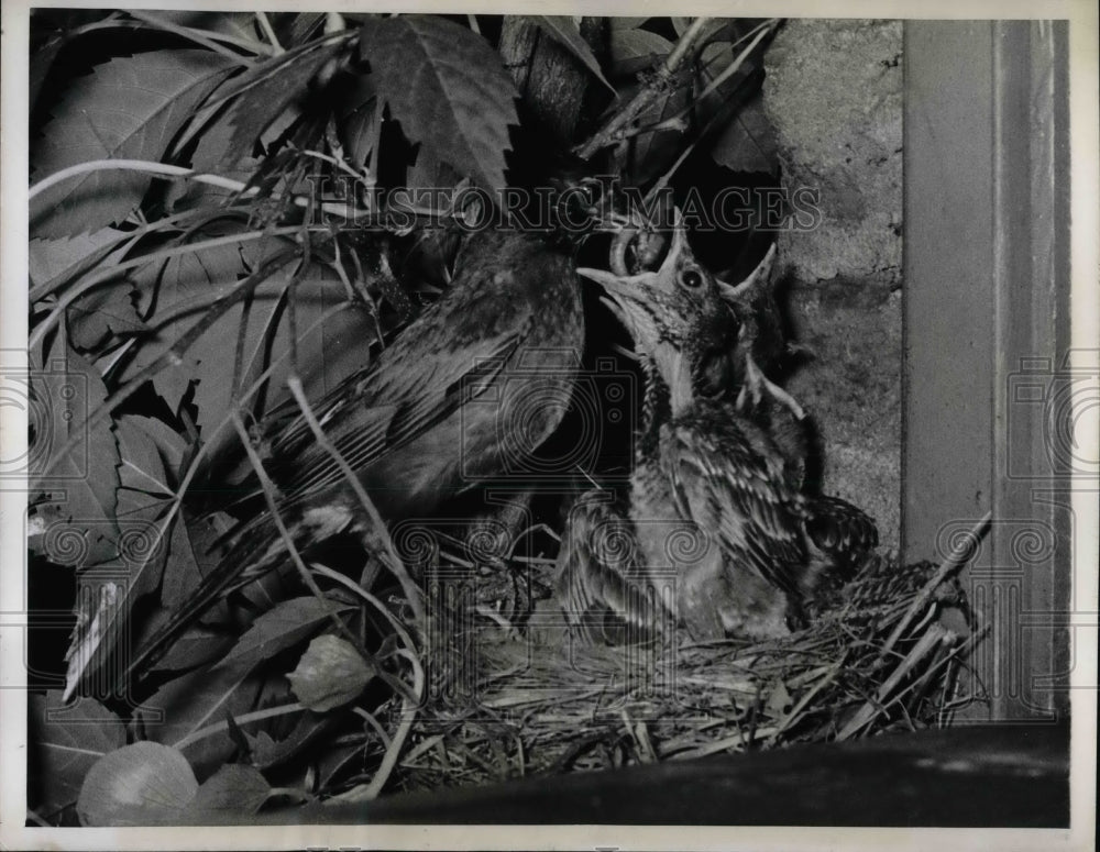 1944 Press Photo Mother Bird with Young - nea47245 - Historic Images