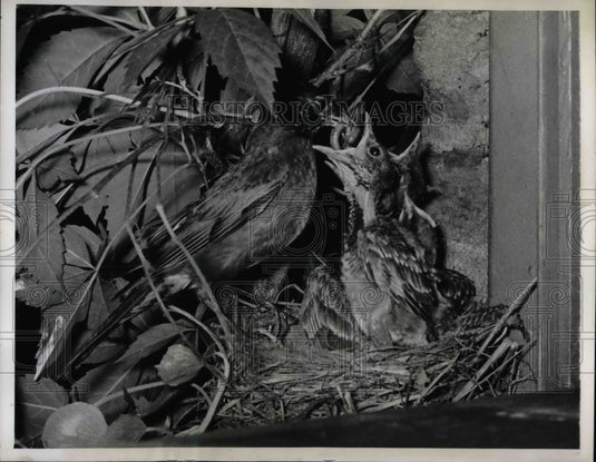 1944 Press Photo Mother Bird with Young - nea47245 - Historic Images
