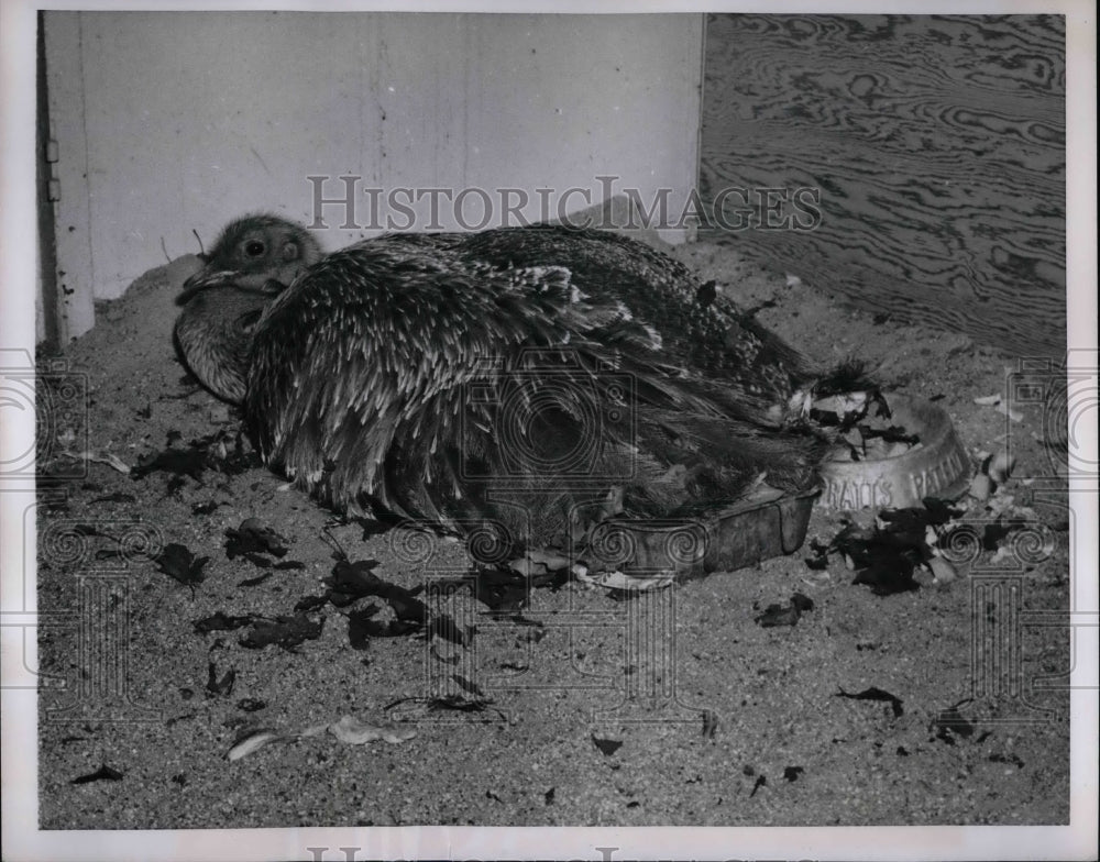1953 Press Photo Darwin&#39;s Rhea Rare Ostrich with Eggs - Historic Images