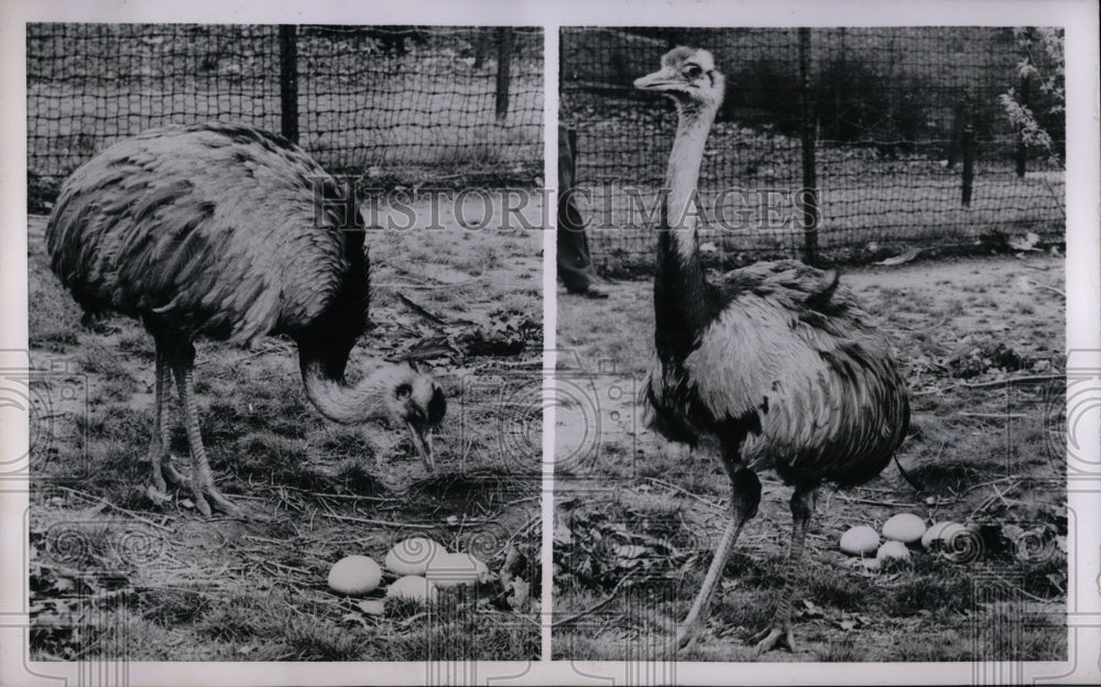 1953 Press Photo Darwin Rhea Ostrich Guarding Eggs - Historic Images